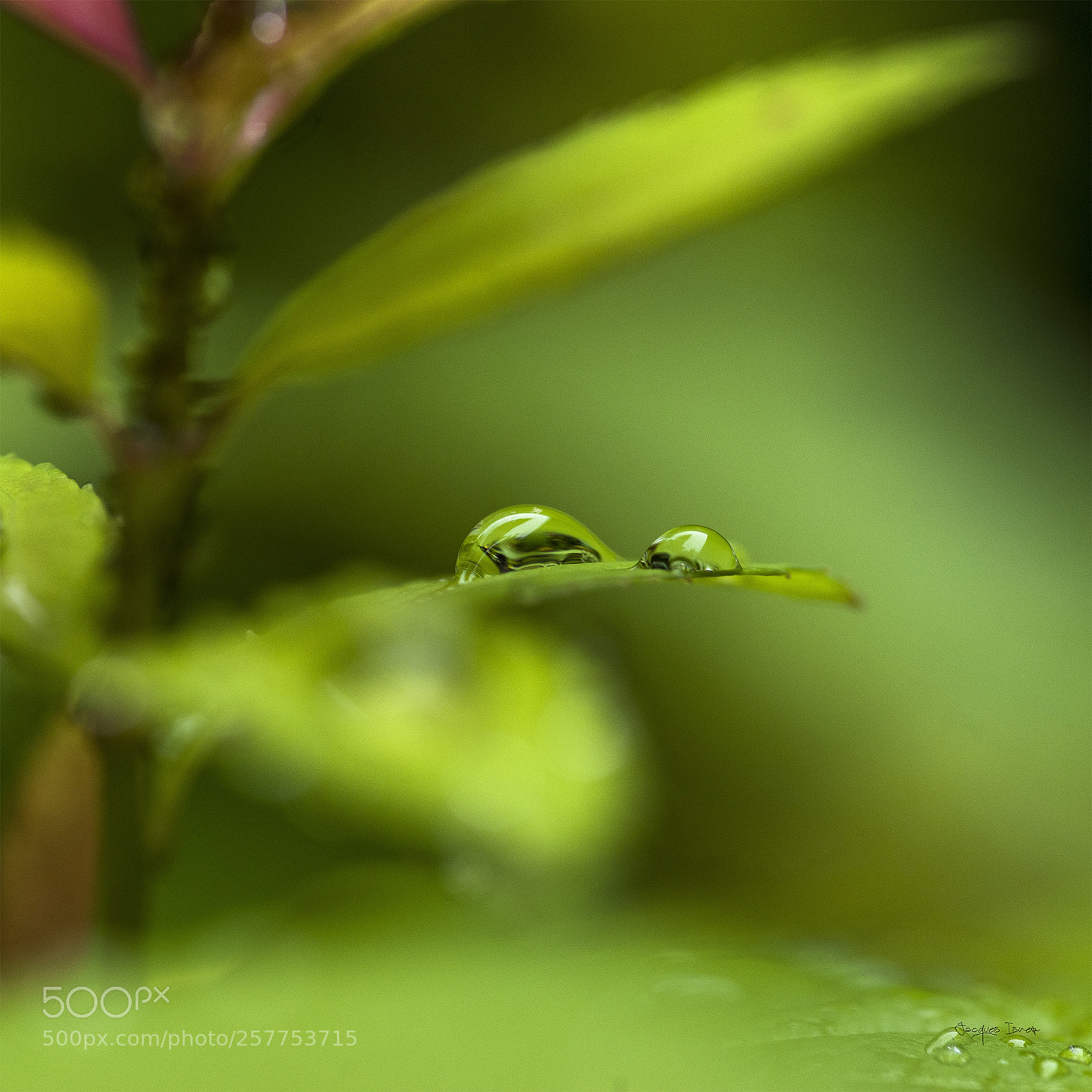 Pentax K-1 sample photo. Perles de pluie photography