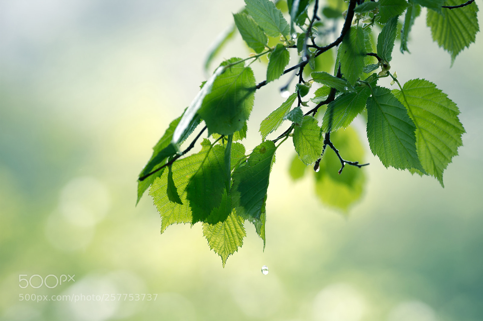 Nikon D7200 sample photo. After the rain fell photography