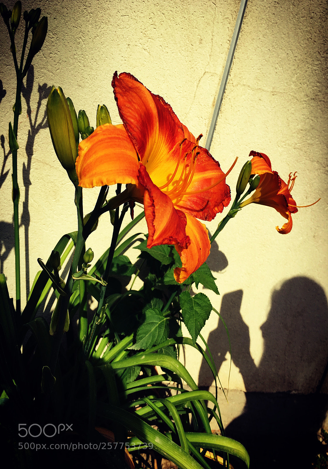 Apple iPhone 6s sample photo. Me & her shadow photography