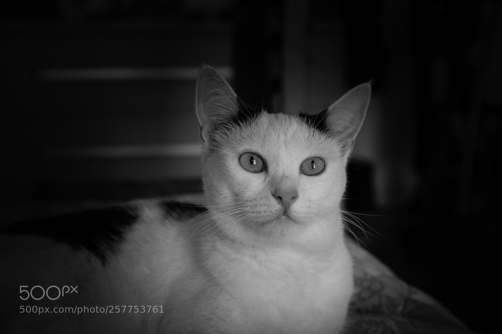 Canon EOS 6D Mark II sample photo. Muse photography