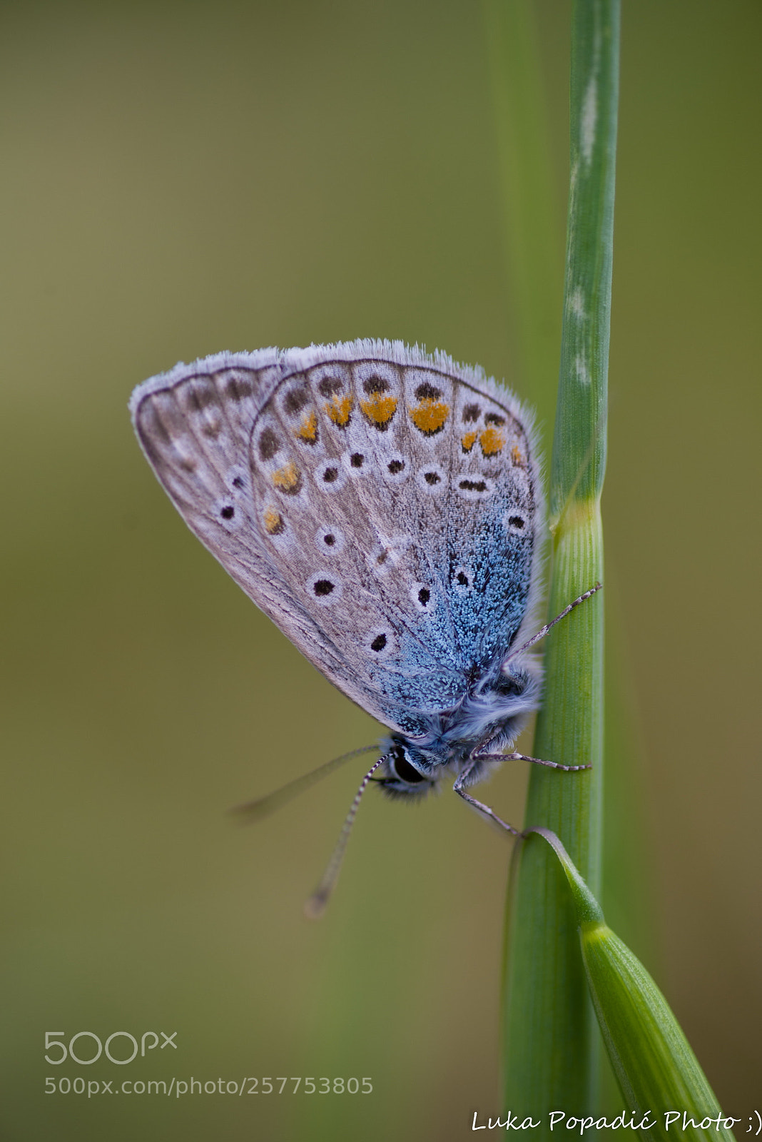 Pentax K-1 sample photo. Butterfly photography