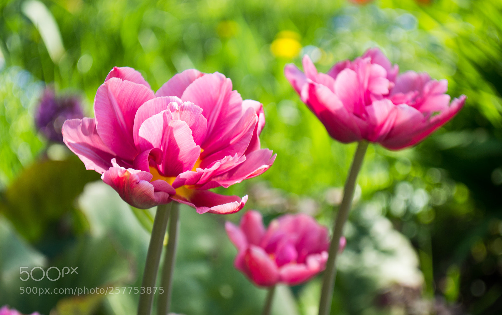 Nikon D3100 sample photo. Untitled photography