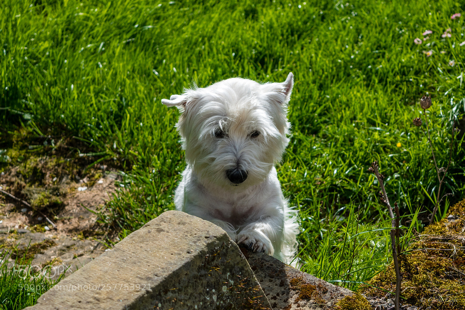 Nikon D5500 sample photo. Please, sir, i want photography