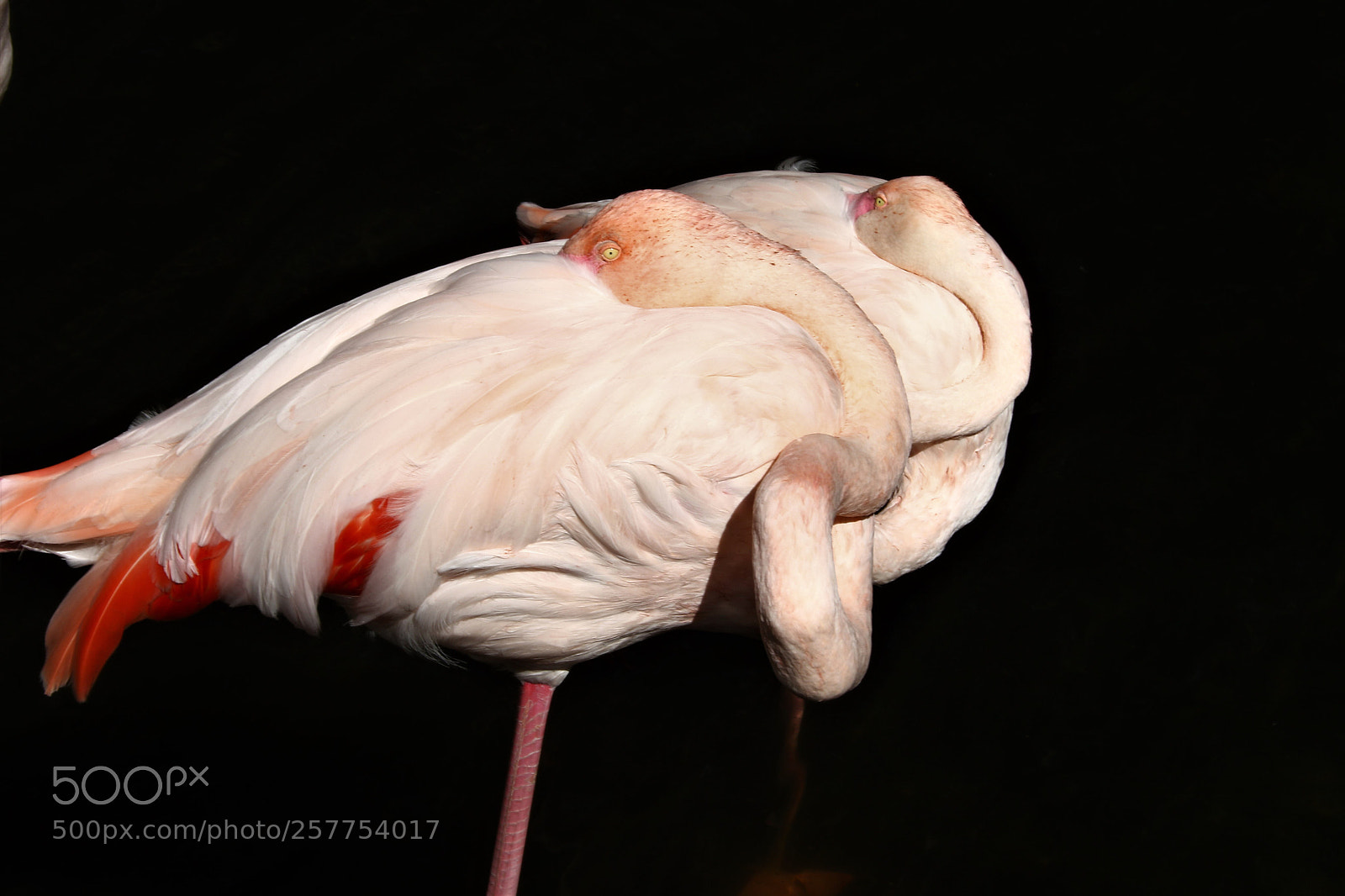 Canon EOS 7D Mark II sample photo. Beautiful birds  photography