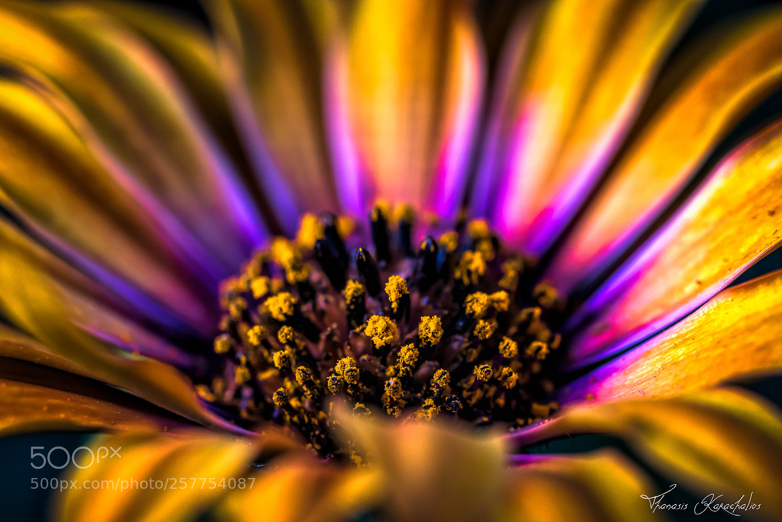 Nikon D750 sample photo. Daisy colors photography