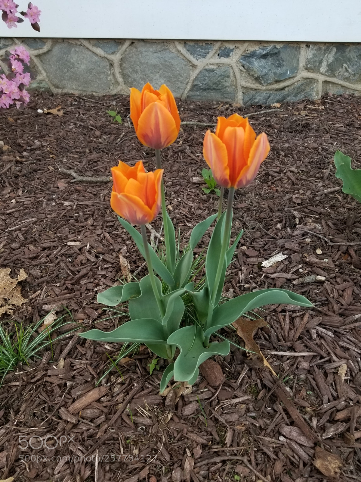 Samsung Galaxy S8+ sample photo. Untitled photography
