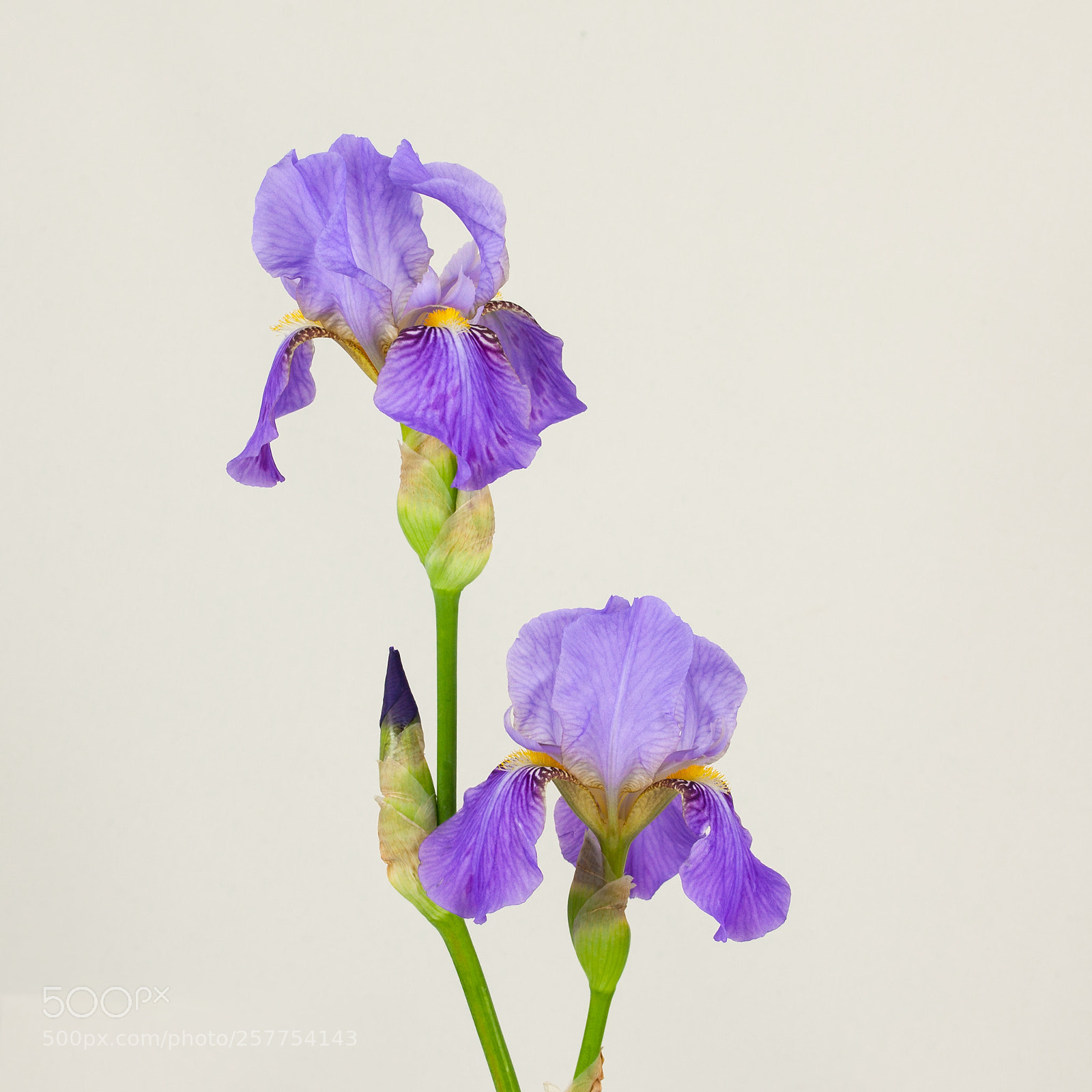 Canon EOS 5D Mark II sample photo. Iris barbata blue photography