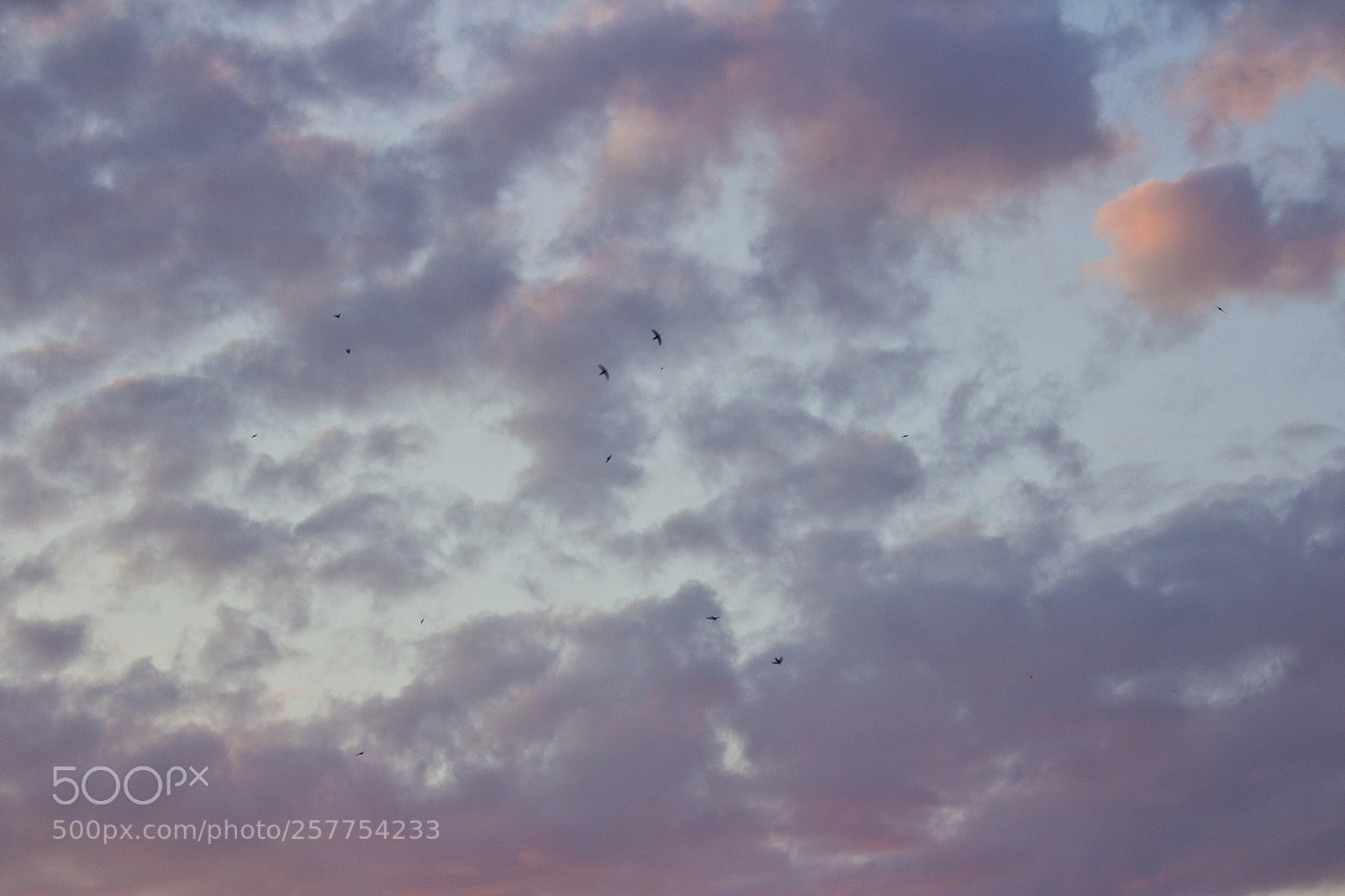 Canon EOS 1200D (EOS Rebel T5 / EOS Kiss X70 / EOS Hi) sample photo. The early birds photography