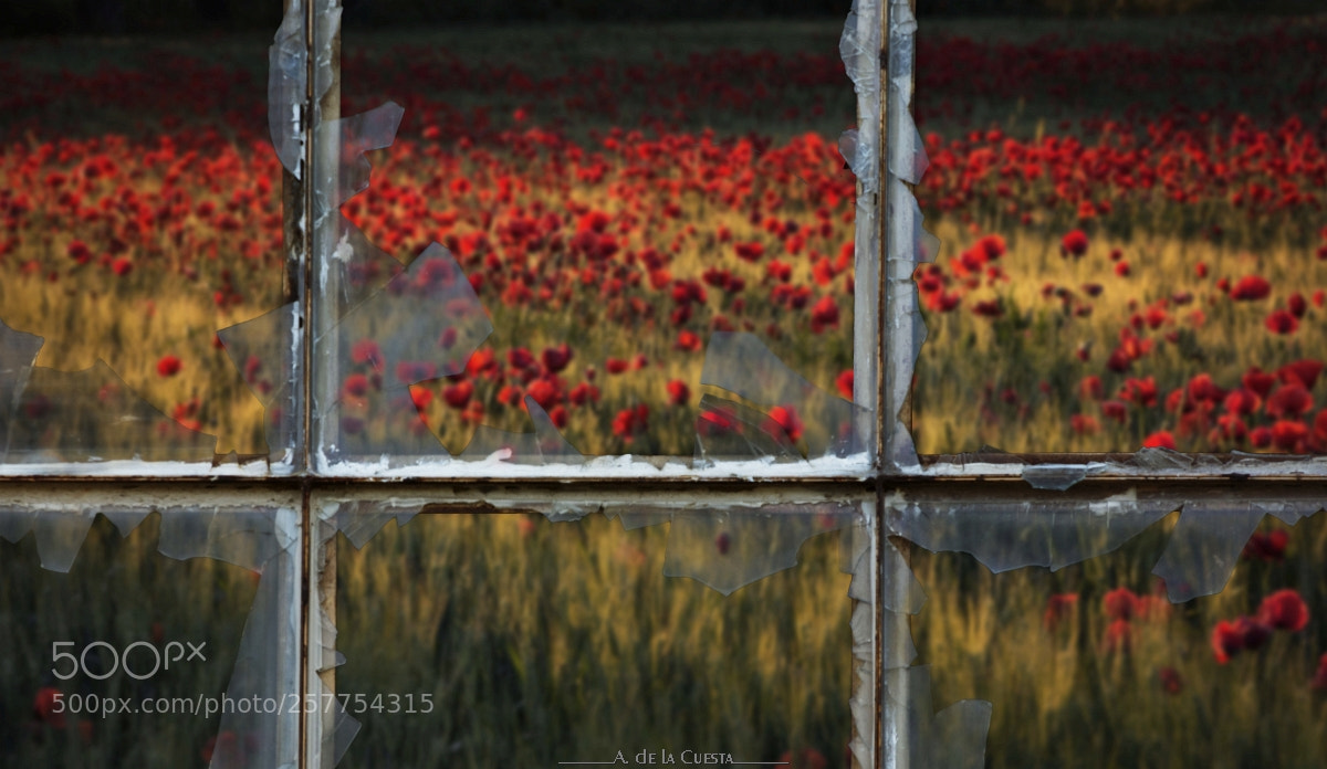 Nikon D7100 sample photo. Spring between ruins photography
