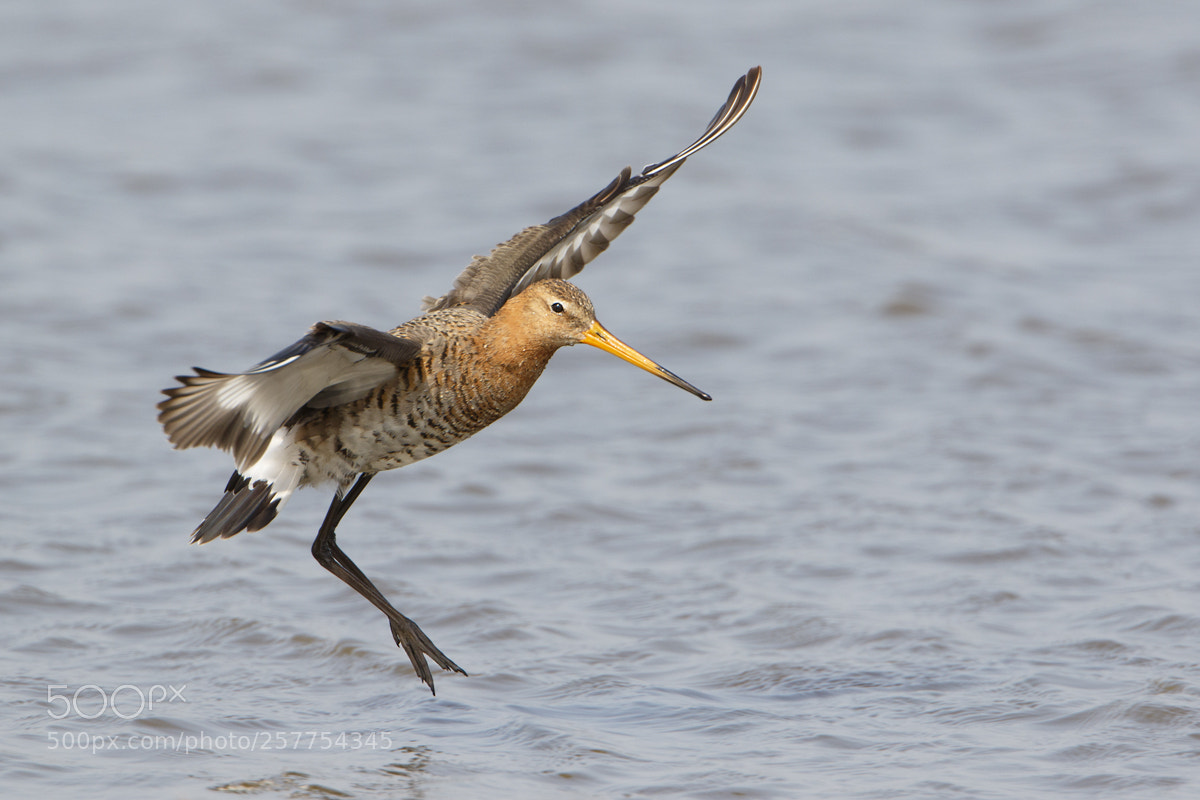 Canon EOS 7D Mark II sample photo. Black-tailed godwit photography
