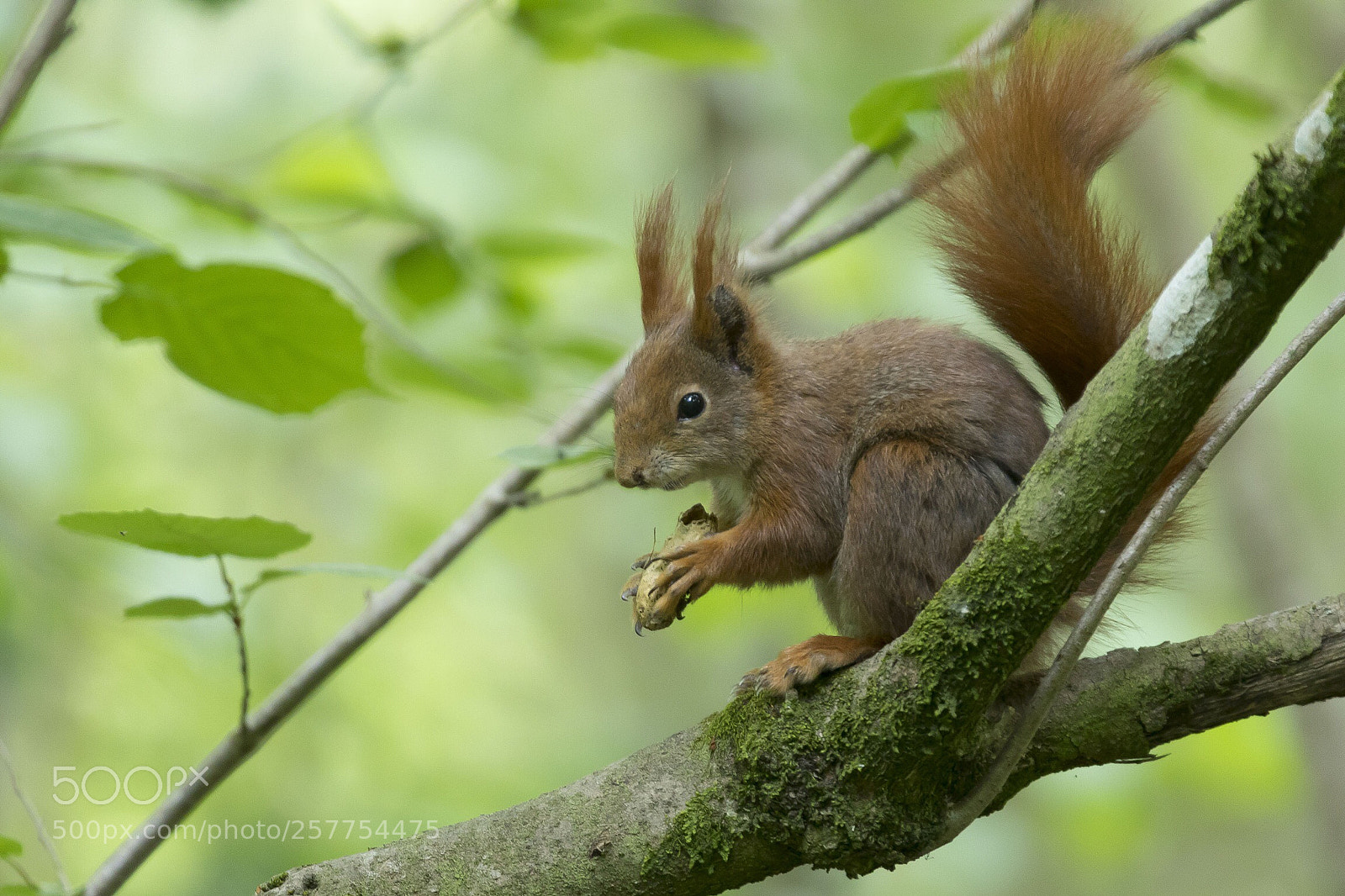 Canon EOS 5D Mark IV sample photo. Squirrel photography