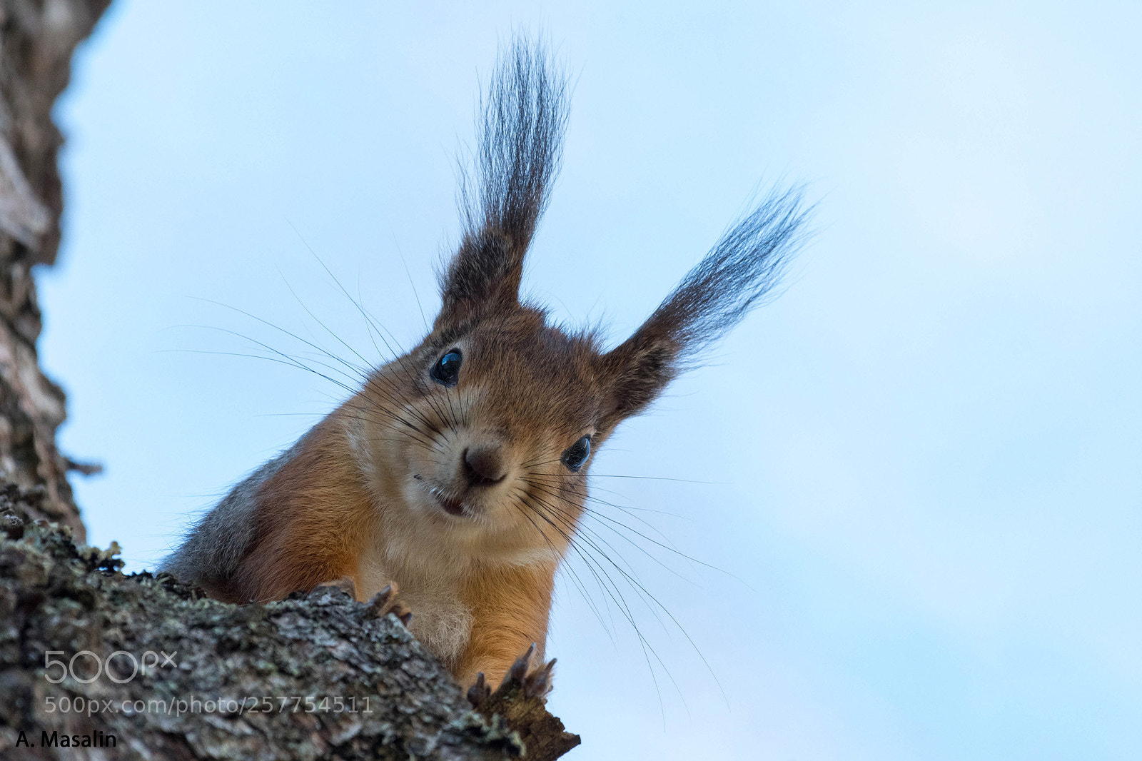 Nikon D500 sample photo. European red squirrel photography