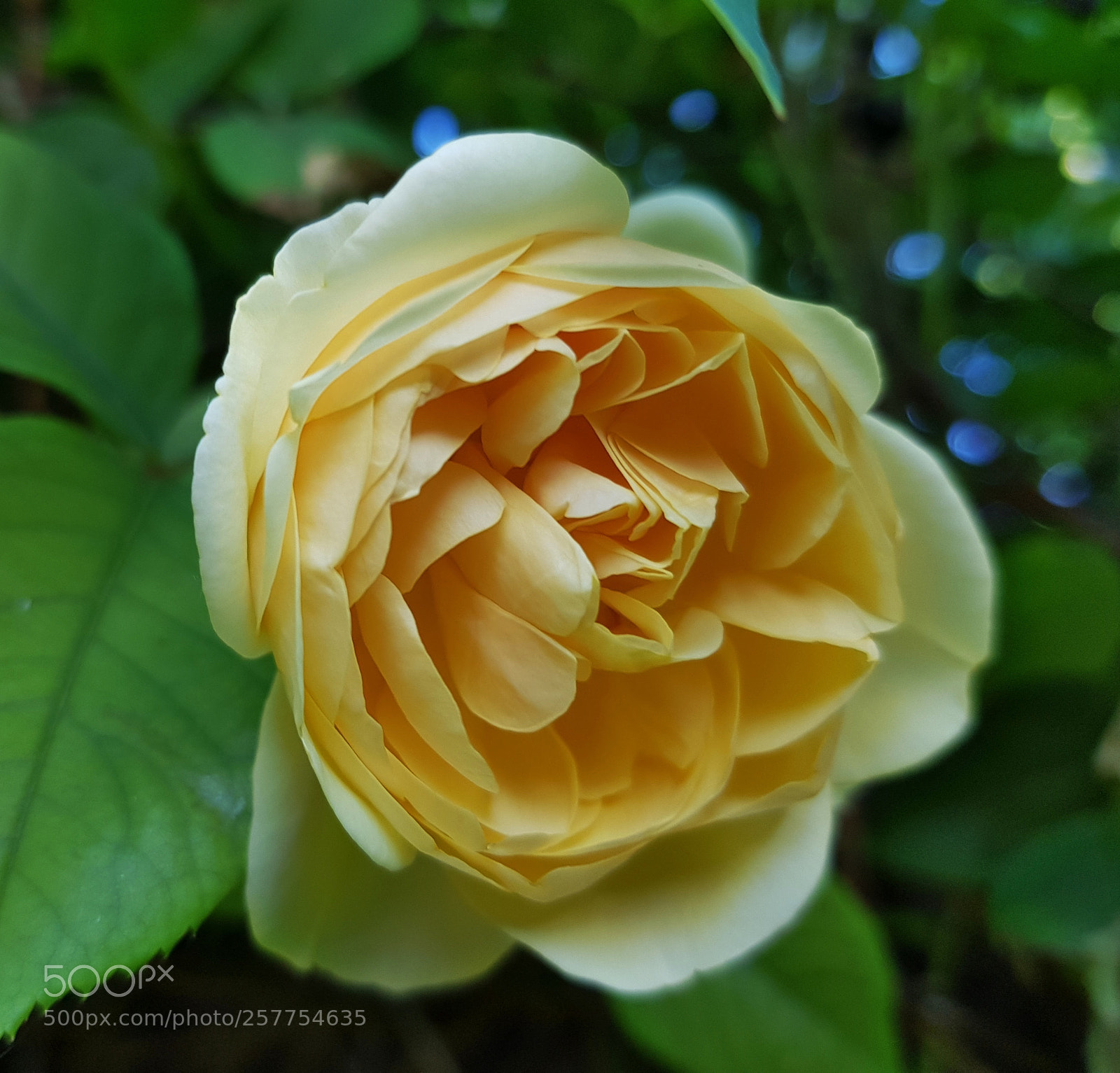 Samsung Galaxy S8 sample photo. Yellow rose photography