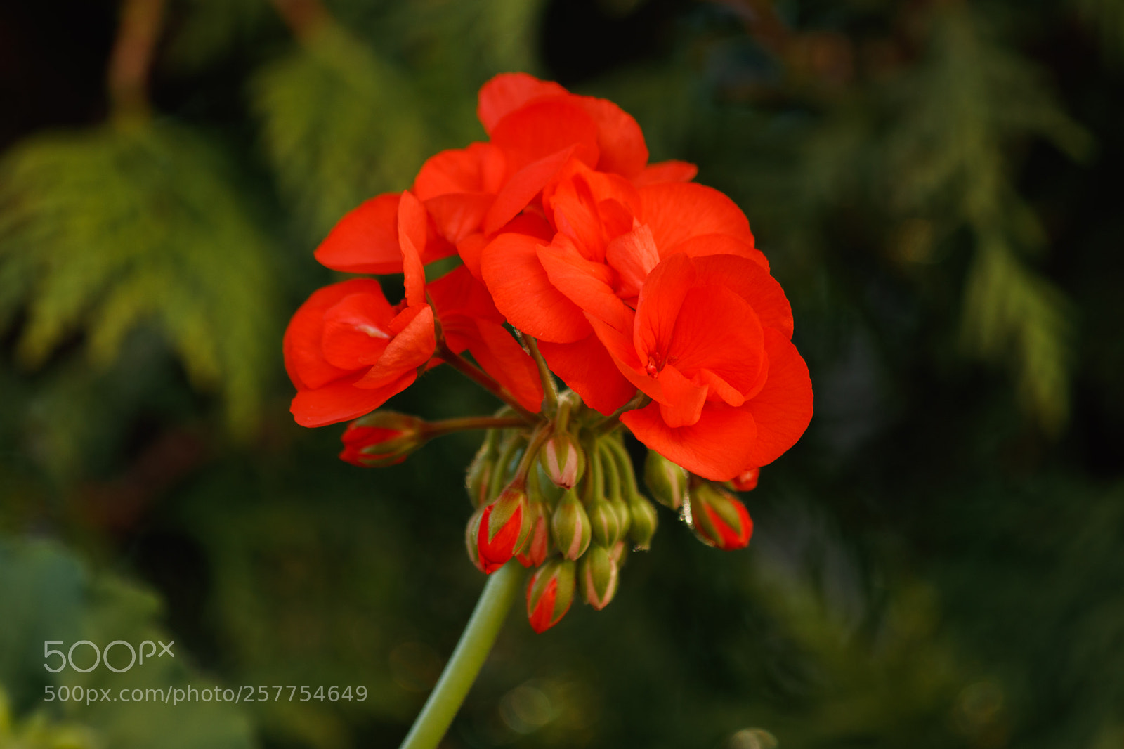 Canon EOS 800D (EOS Rebel T7i / EOS Kiss X9i) sample photo. Geranium photography