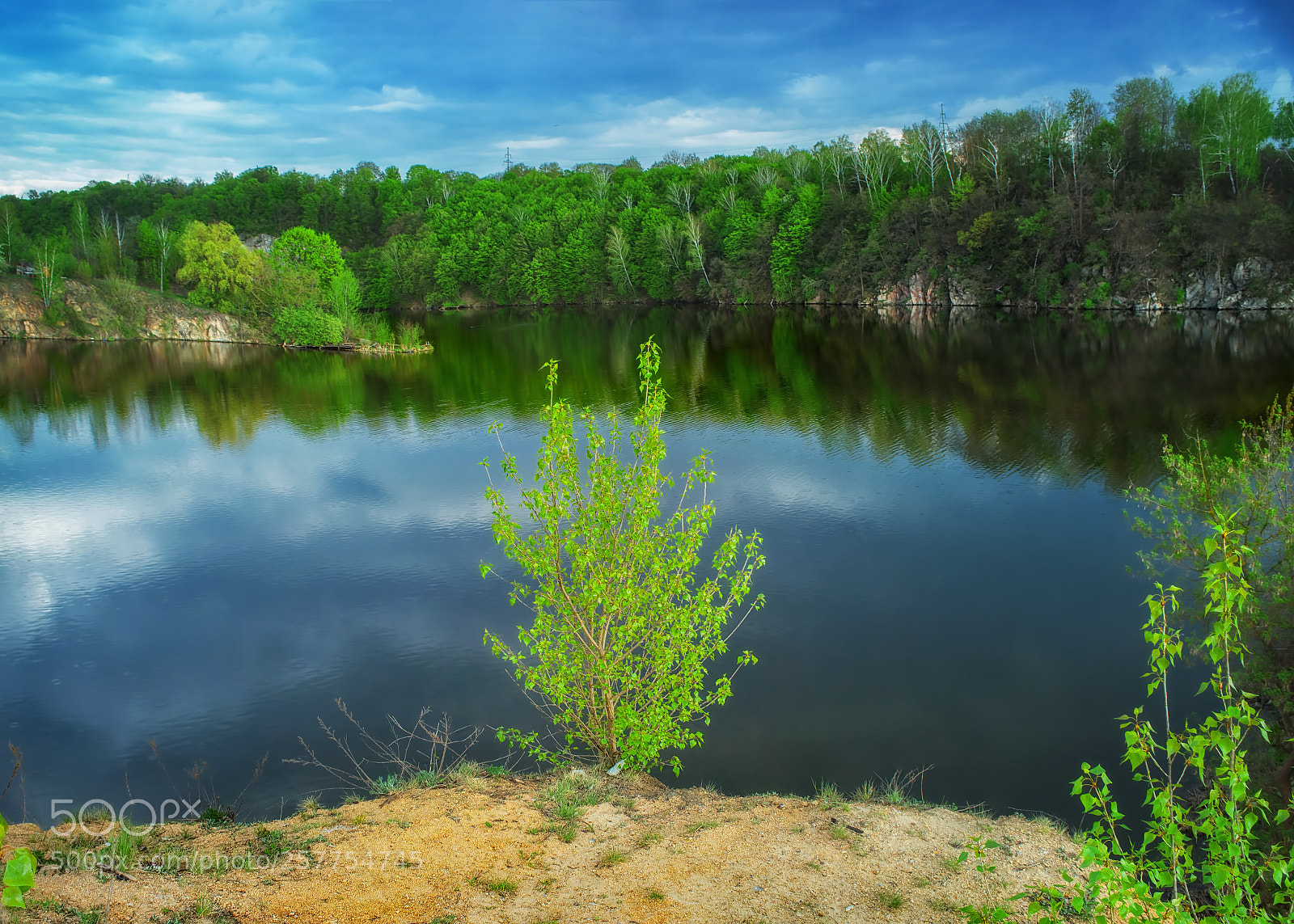 Nikon D800E sample photo. Birch photography