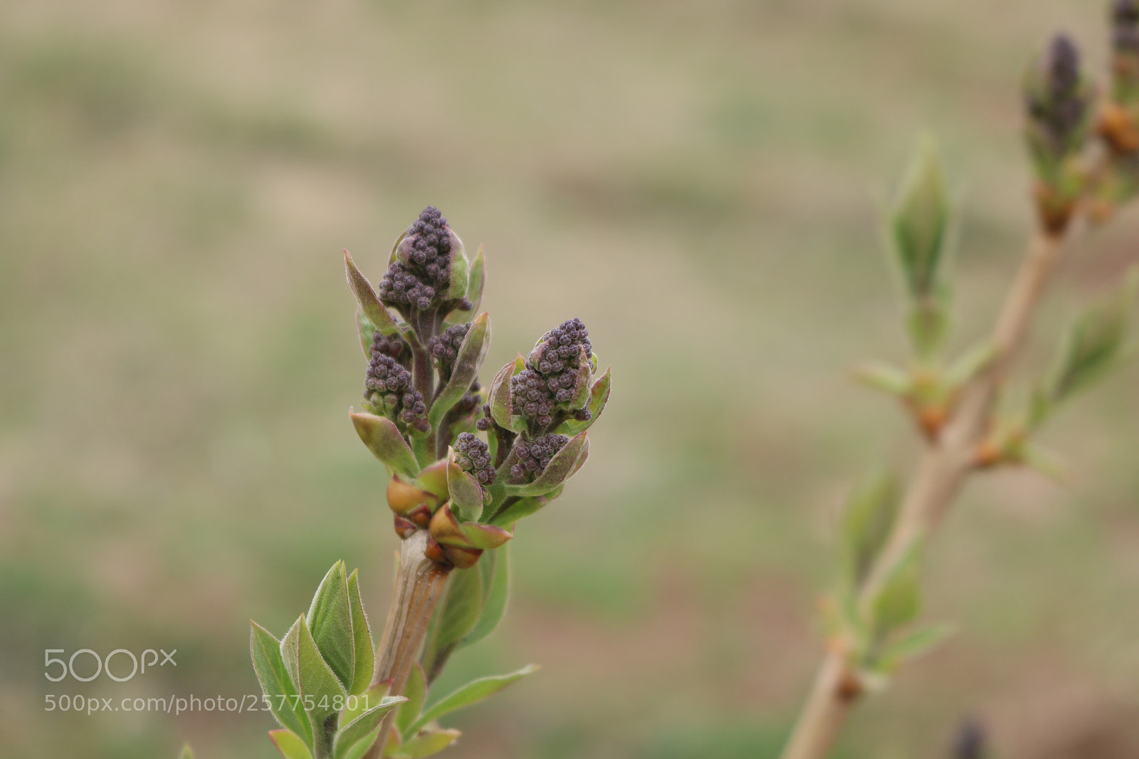 Canon EOS 750D (EOS Rebel T6i / EOS Kiss X8i) sample photo. Untitled photography