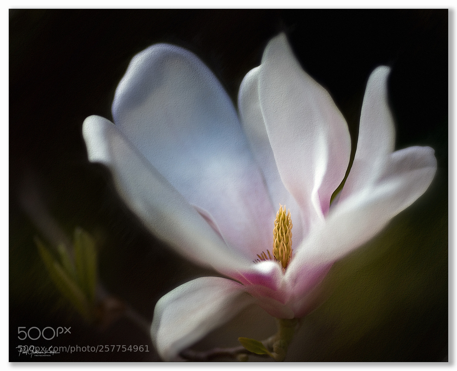 Canon EOS-1Ds Mark III sample photo. The beauty of magnolia .... photography