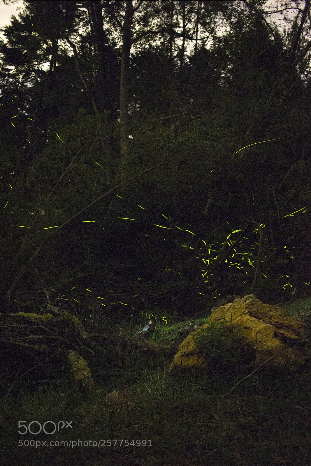 Canon EOS 1200D (EOS Rebel T5 / EOS Kiss X70 / EOS Hi) sample photo. Magical fireflies photography