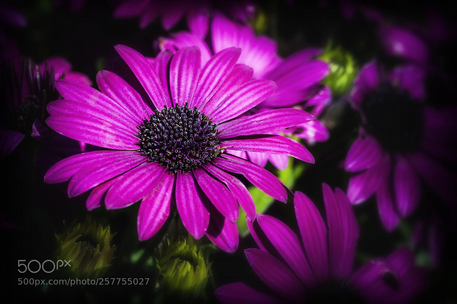 Nikon D90 sample photo. Violet flowers photography