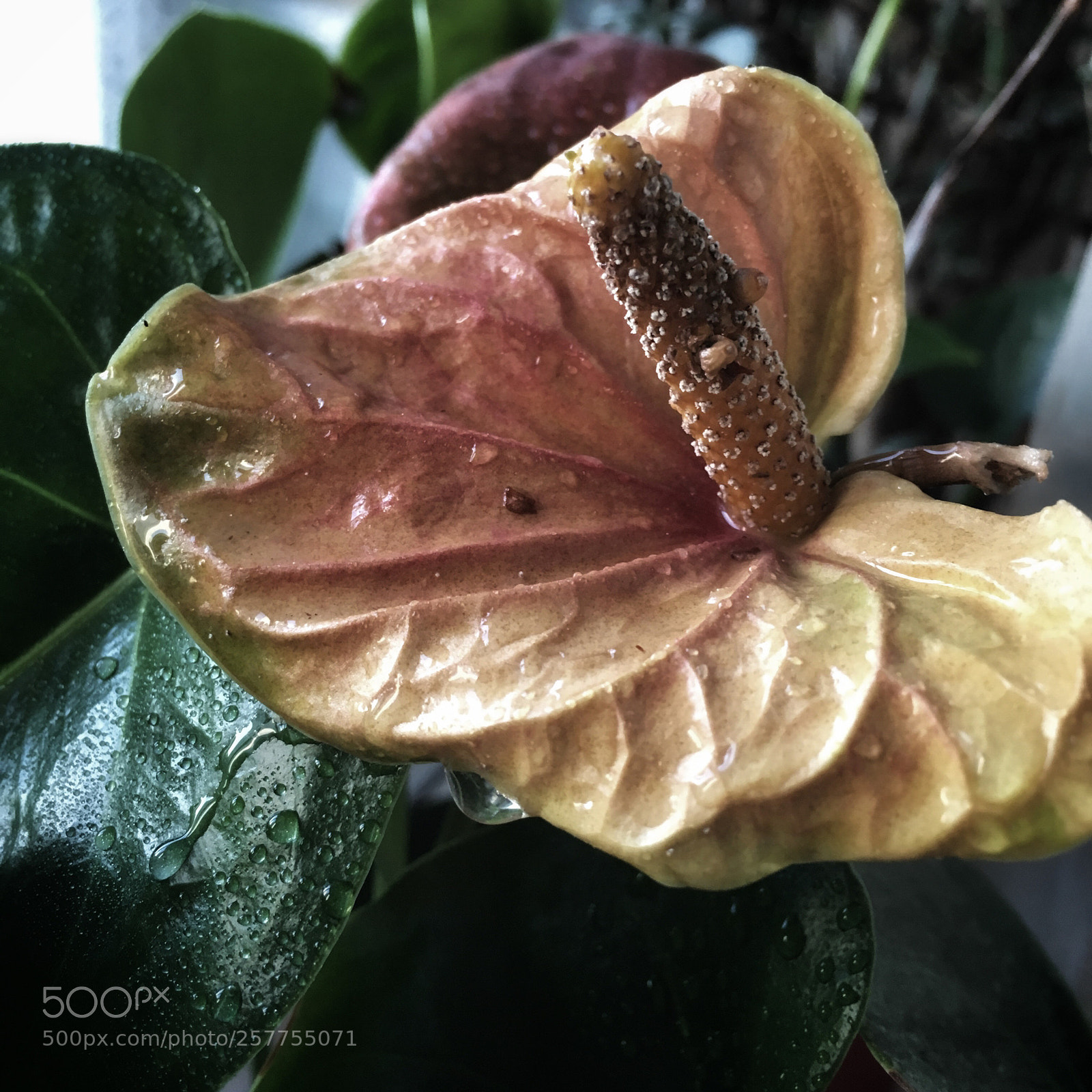 Apple iPhone 6s sample photo. Untitled photography