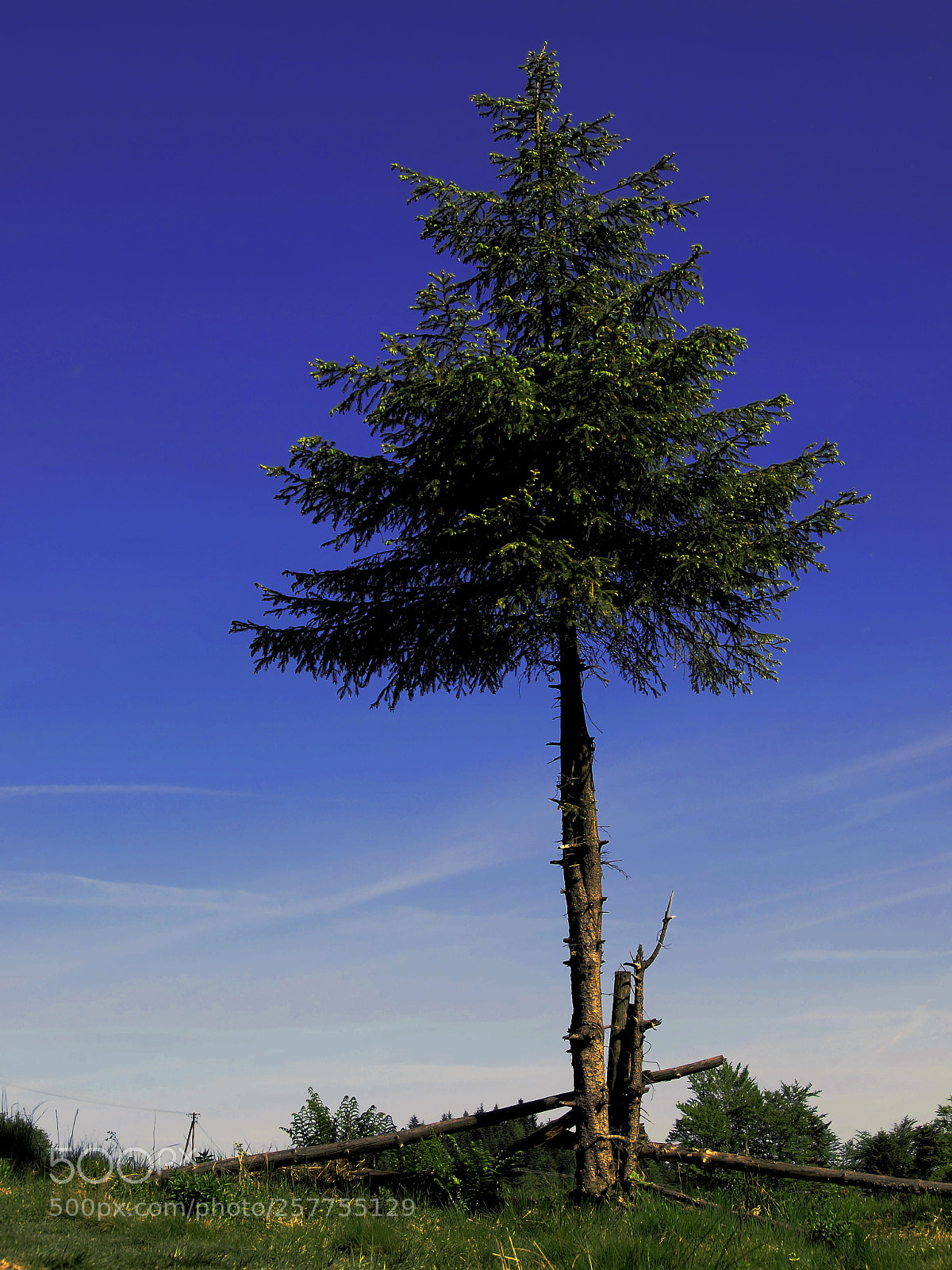 Olympus E-420 (EVOLT E-420) sample photo. A lonesome tree photography
