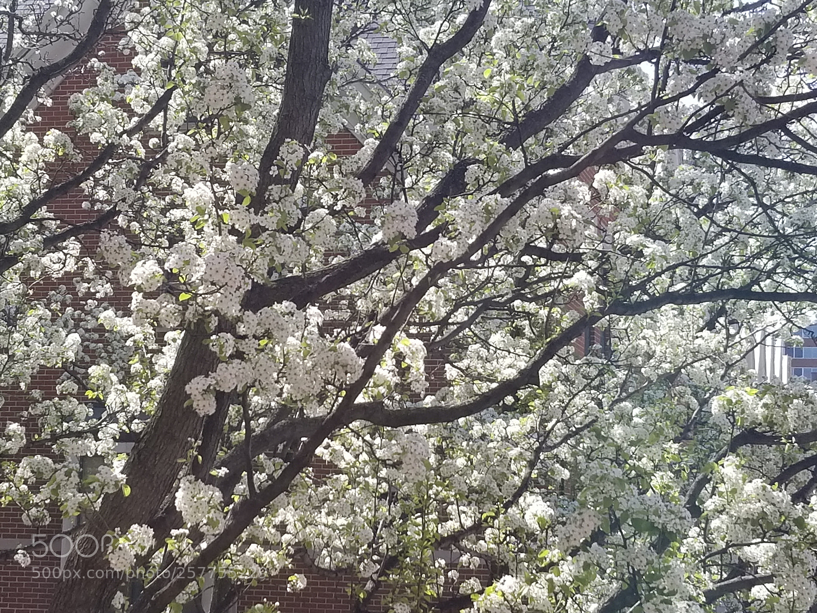 Samsung Galaxy S8 sample photo. Finally spring! photography