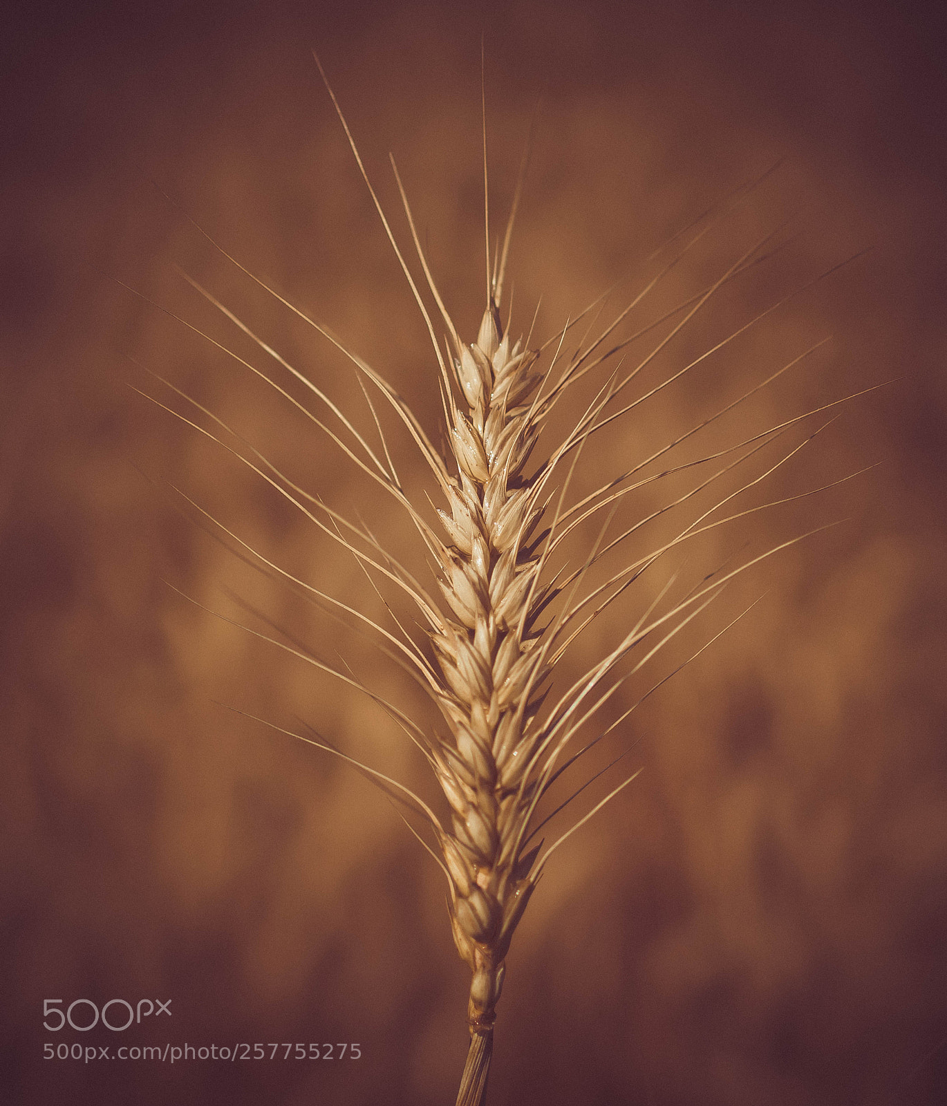 Nikon D5300 sample photo. Wheat plant’s protrait photography