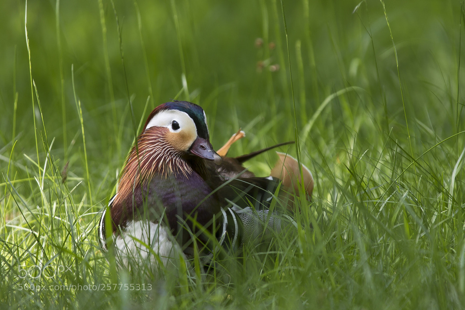 Canon EOS 5D Mark IV sample photo. Mandarin duck photography