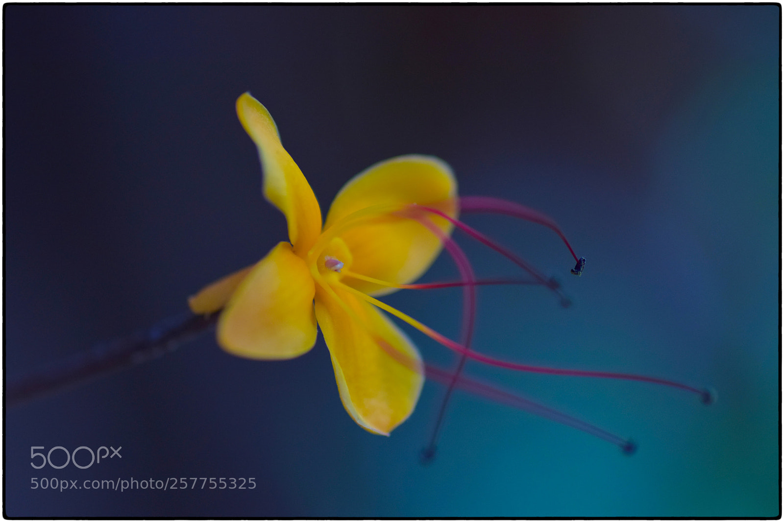 Nikon D5300 sample photo. Flowers photography