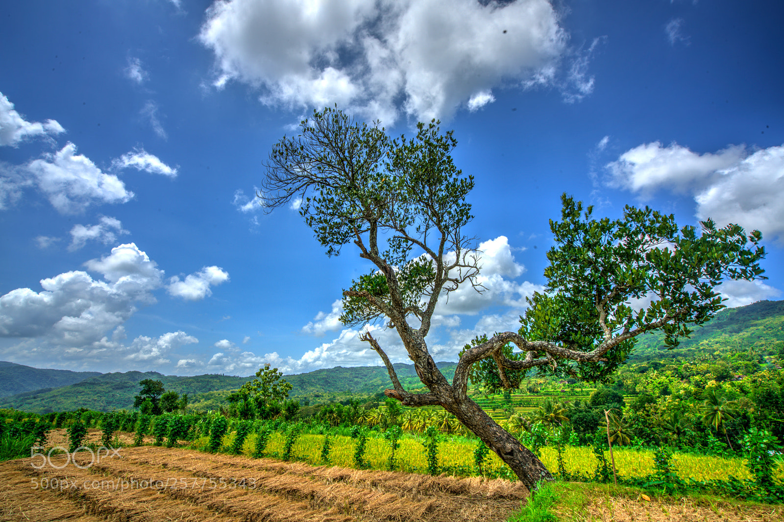 Sony a7R II sample photo. The tree - imogiri photography