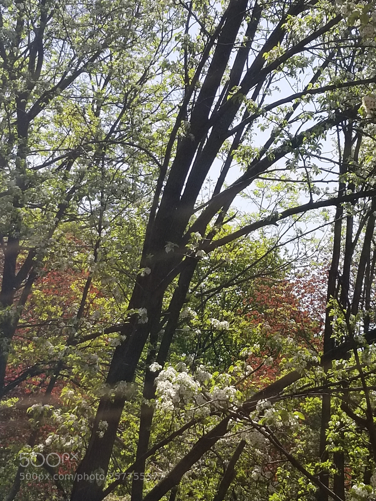Samsung Galaxy S8 sample photo. Spring has sprung photography