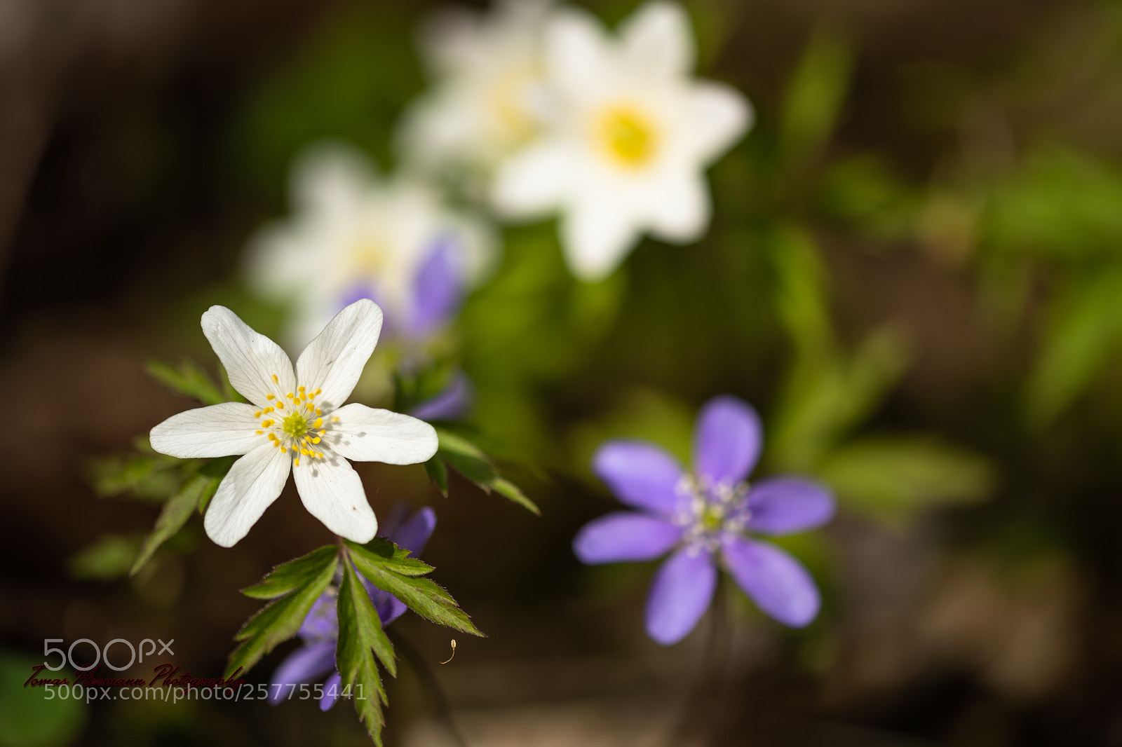 Nikon D850 sample photo. Wood anemone photography