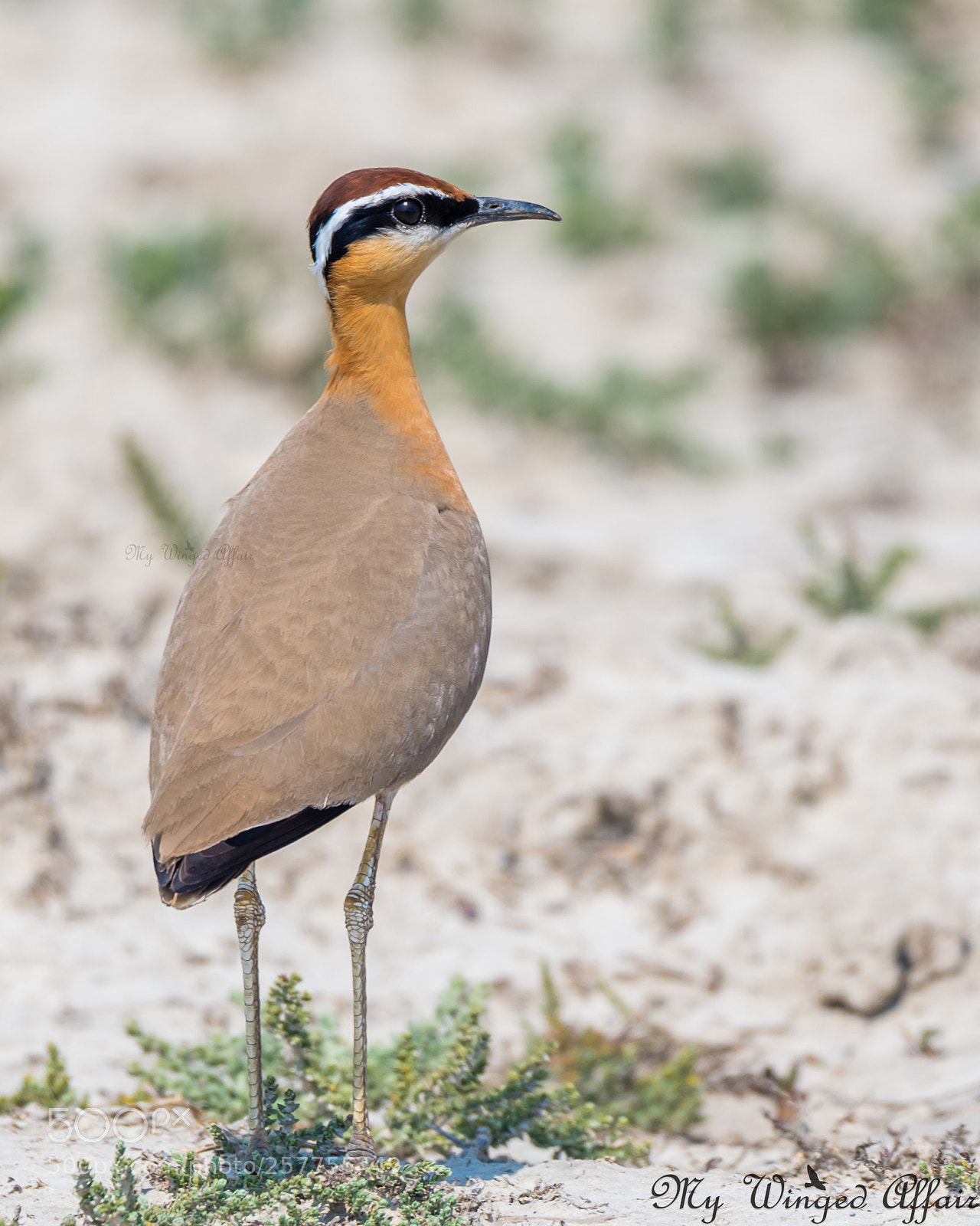Nikon D610 sample photo. Indian courser photography