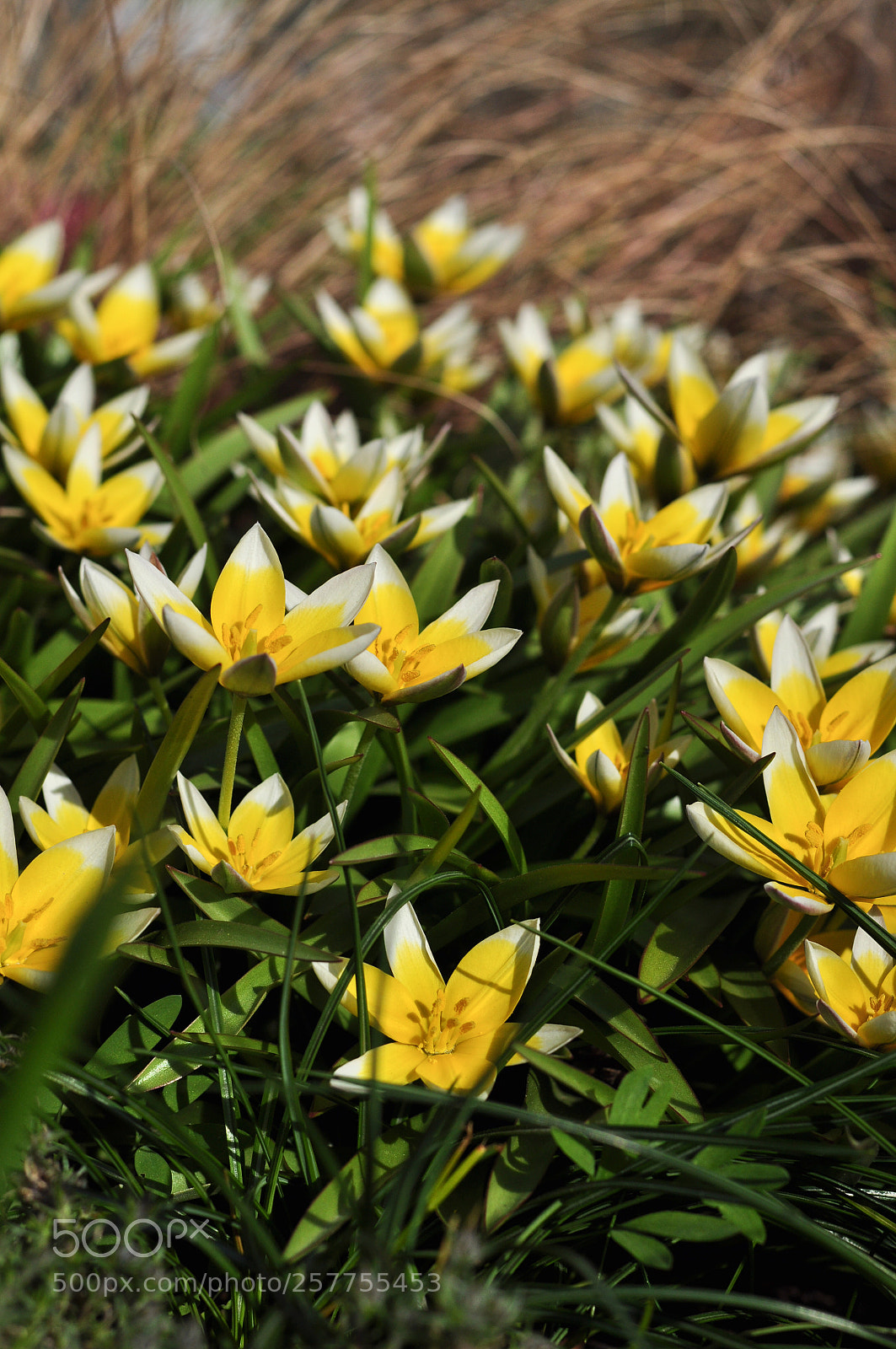 Nikon D90 sample photo. Yellow flower lights photography