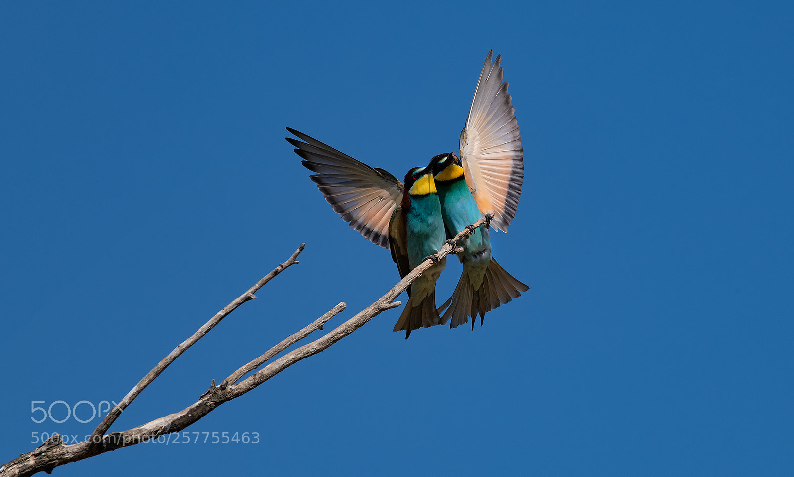 Nikon D850 sample photo. Bee eater photography