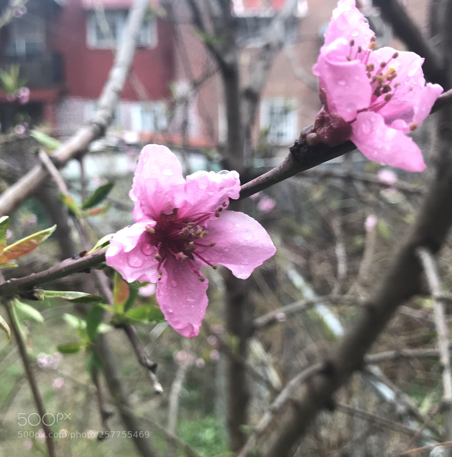 Apple iPhone 7 Plus sample photo. Wild flowers photography
