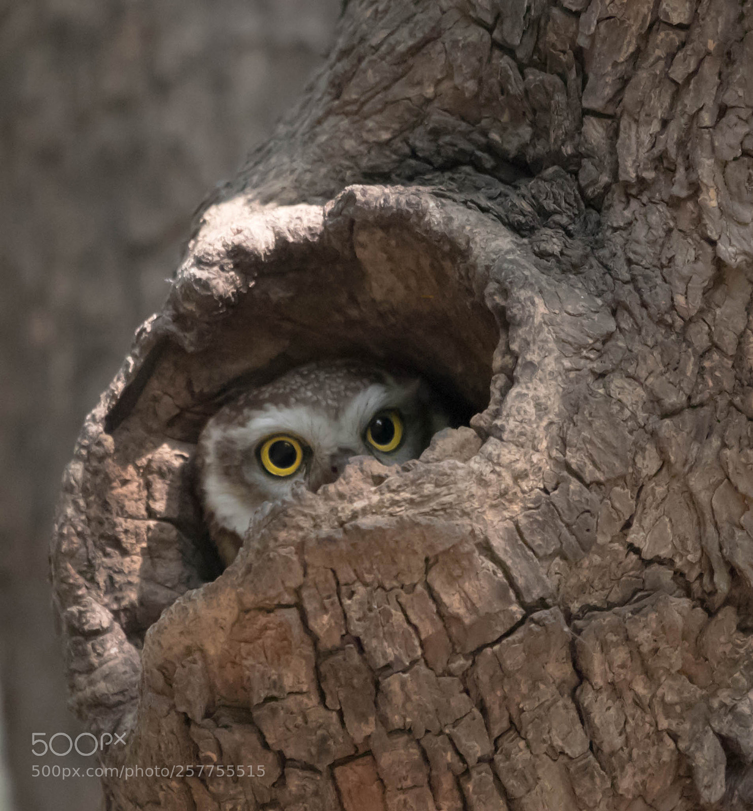 Canon EOS-1D X Mark II sample photo. Spotted owl photography