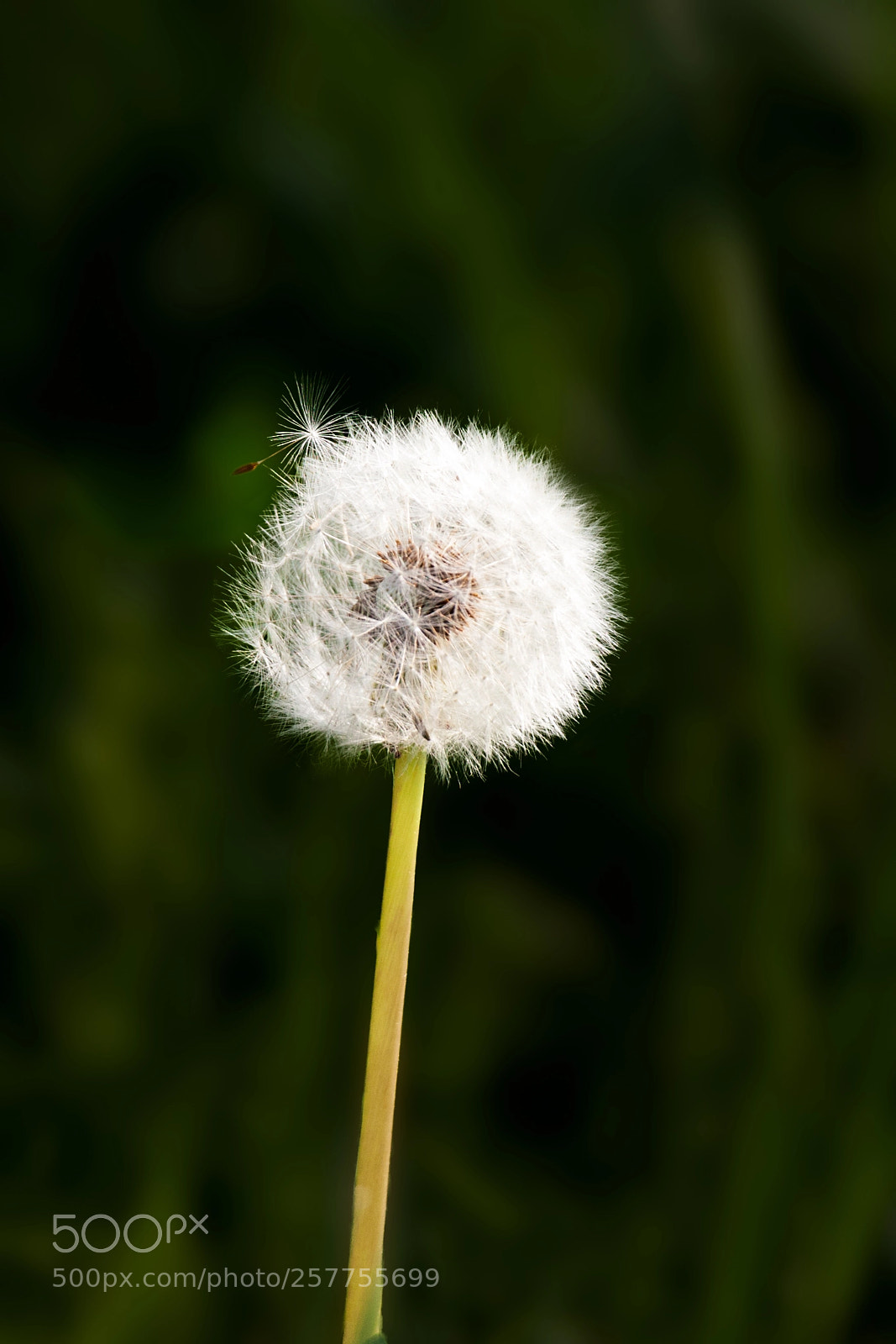 Canon EOS 5D Mark II sample photo. Dandelion photography