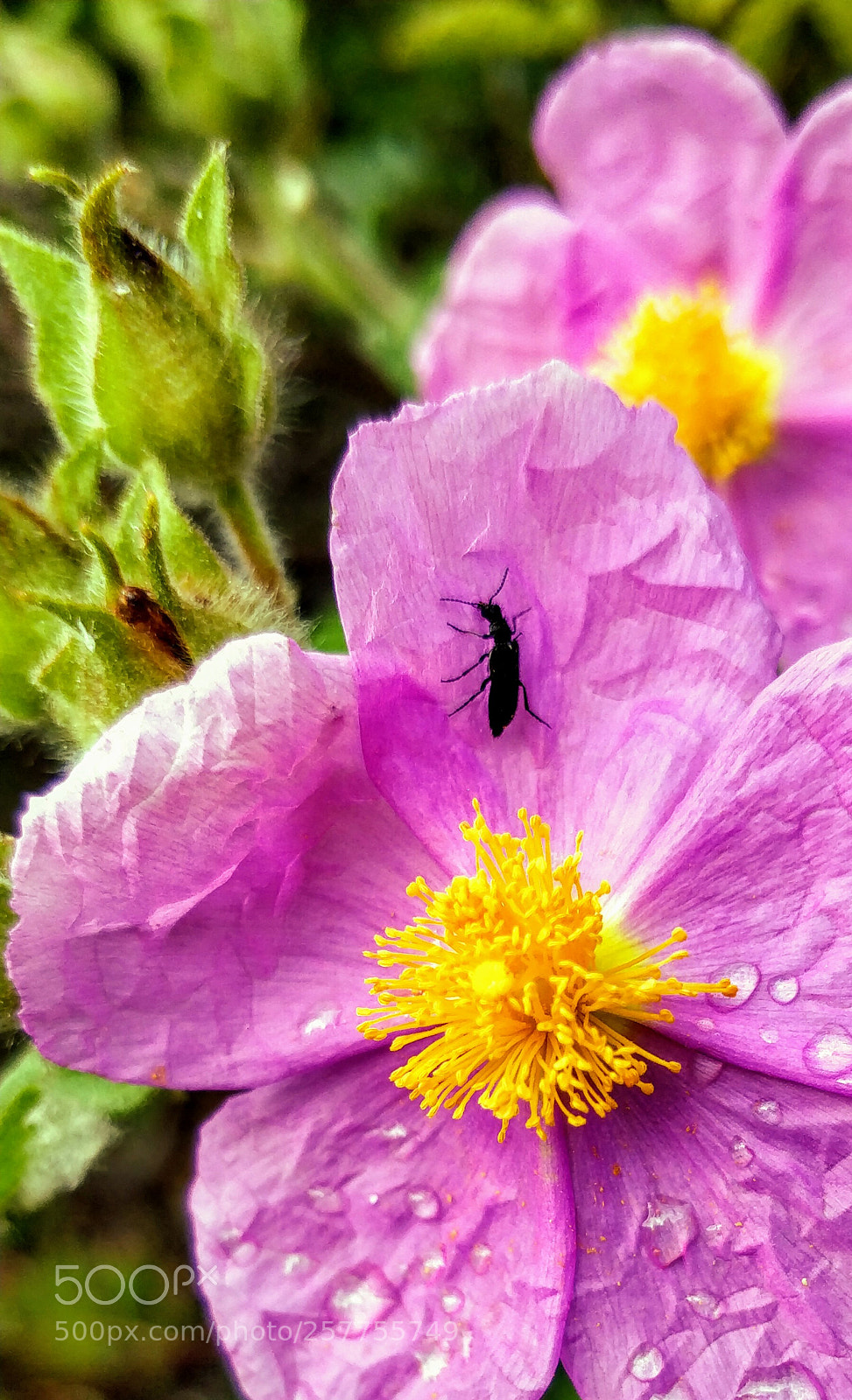OnePlus 5T sample photo. Untitled photography