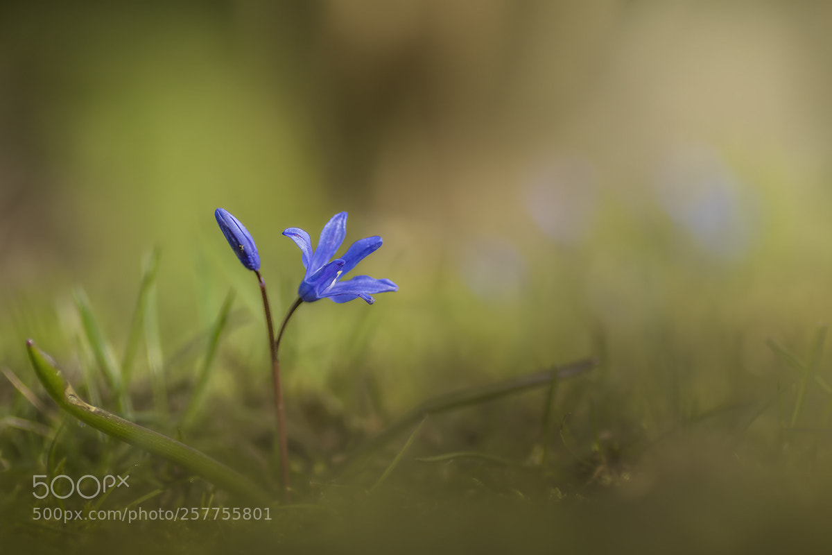 Canon EOS M3 sample photo. Blausternchen photography