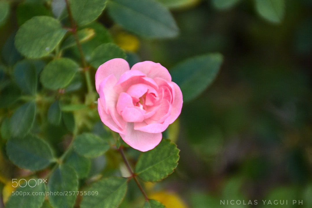 Nikon D7200 sample photo. Untitled photography
