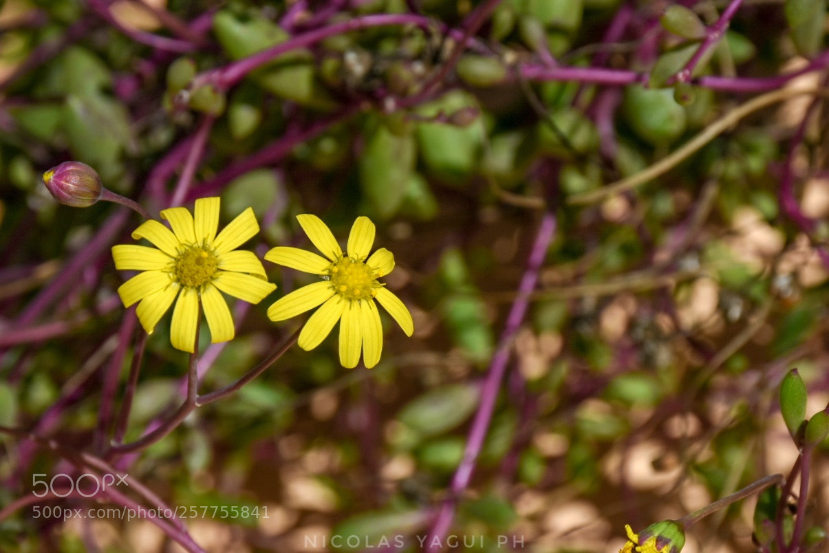Nikon D7200 sample photo. Untitled photography