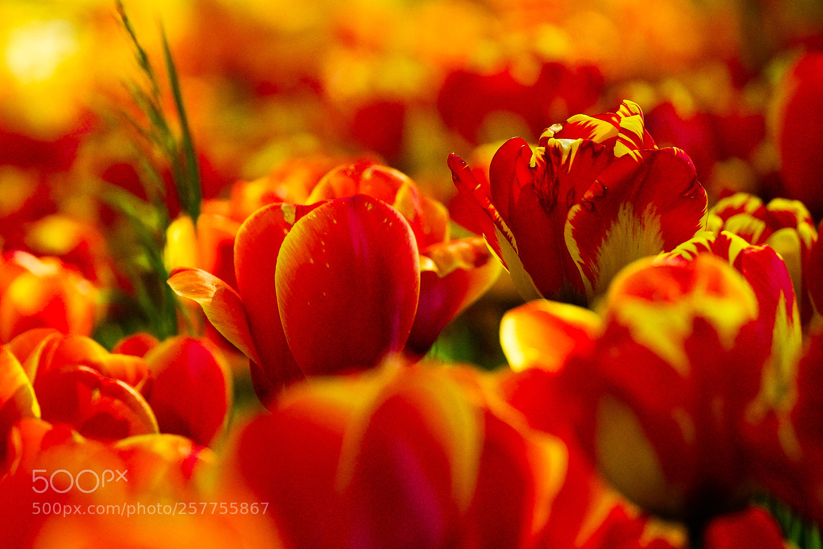 Sony SLT-A77 sample photo. Red attack photography