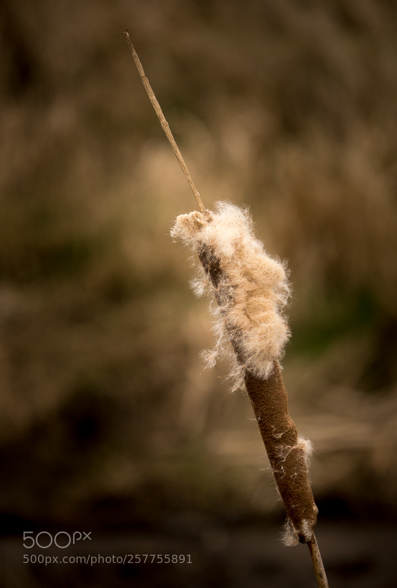 Panasonic Lumix DMC-G3 sample photo. Bulrush head photography