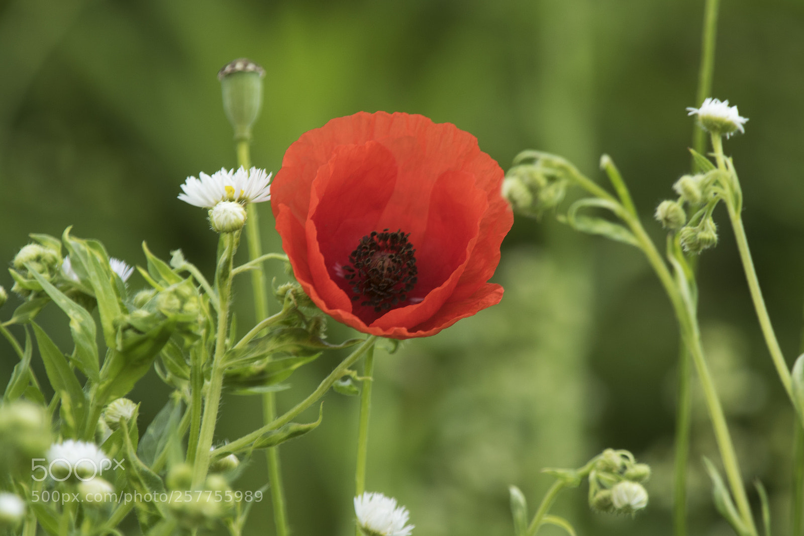Canon EOS 7D Mark II sample photo. Mohnblume photography