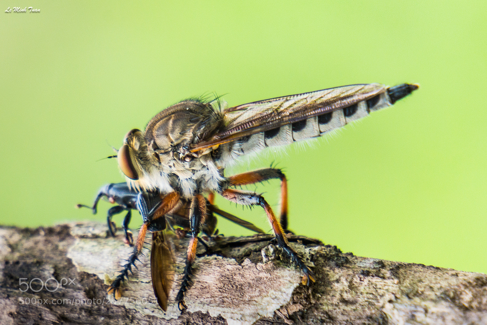 Sony Alpha NEX-7 sample photo. Robber fly eating photography