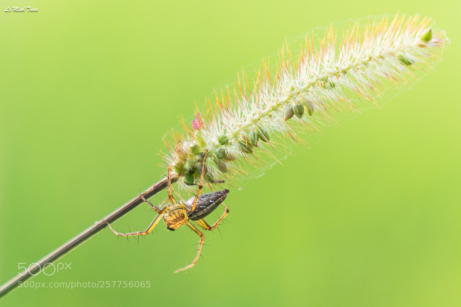 Sony Alpha NEX-7 sample photo. Spider photography