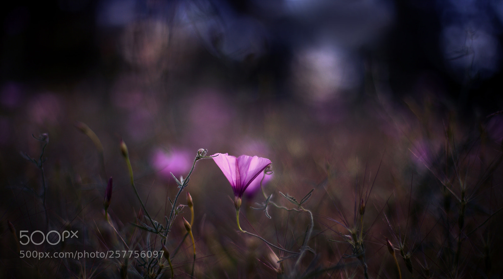 Canon EOS 6D + Canon EF 50mm F1.4 USM sample photo. Glowing... photography