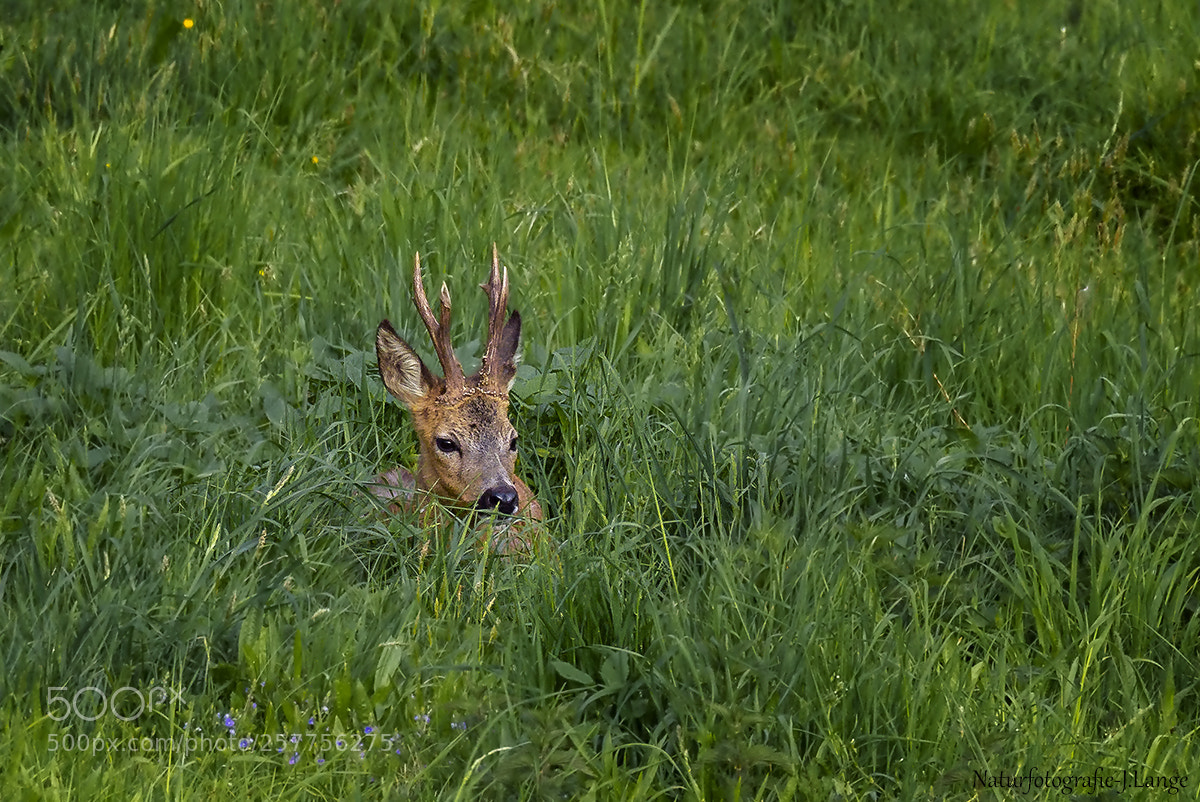 Canon EOS 7D sample photo. Rehbock- mach mal pause photography