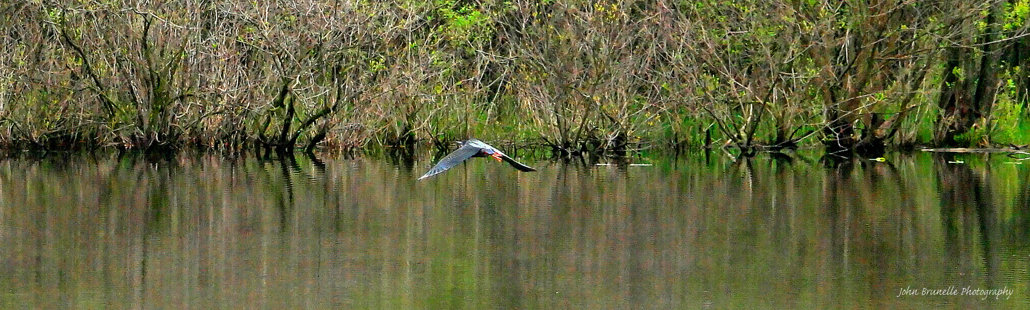 Samsung NX500 sample photo. Green heron may 13 photography
